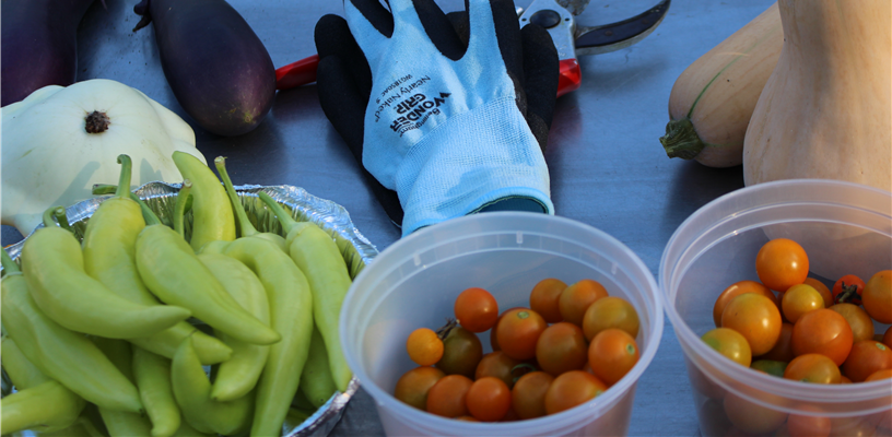 Volunteers Grow Produce to Feed Forsyth County Community