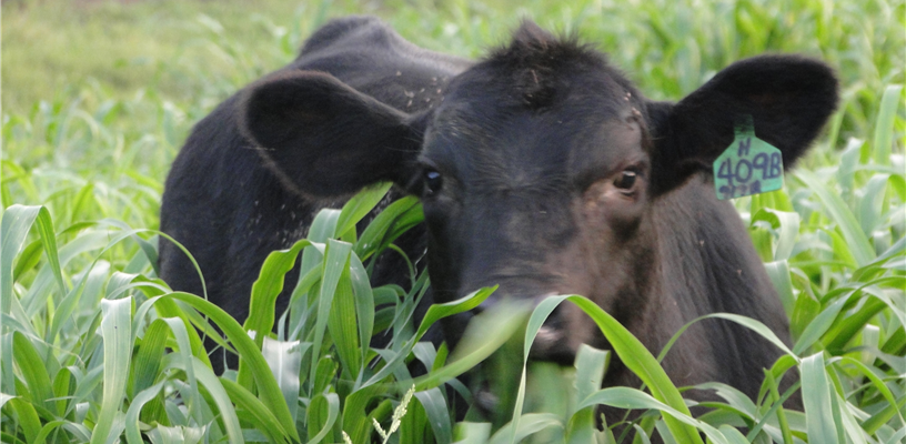 March Livestock and Forage Tips